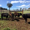 18 simangus heifers 12 months old