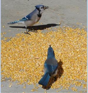 Looking for quotes for 100-200 Kg of corn kernels