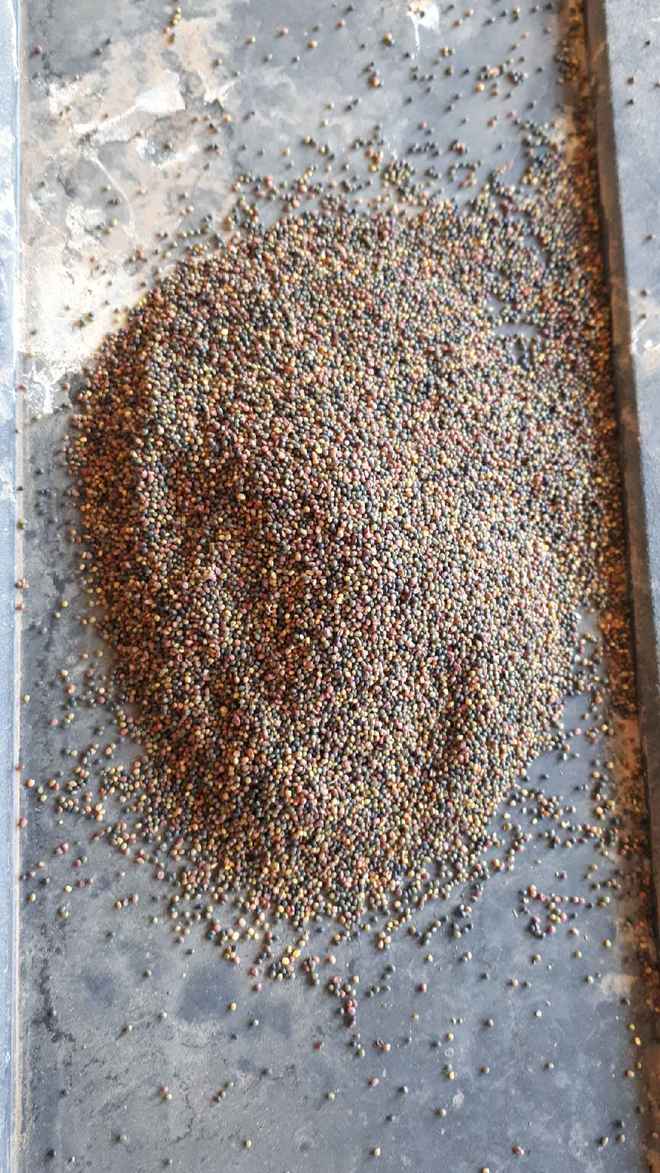 Early season hard seeded Clover for sale in Bags - Min 500kg Order