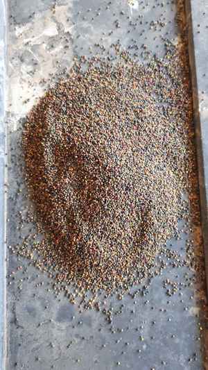 Early season hard seeded Clover for sale in Bags - Min 500kg Order