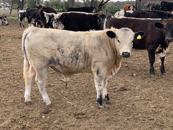 Speckle Park Bull for sale