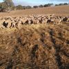 189 Merino Ewes SIL 142% to Melrose Merino Rams