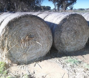 60 x Sorghum Hay 5x4 Bales + Freight 