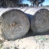 60 x Sorghum Hay 5x4 Bales + Freight 