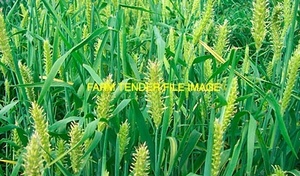Forage Barley Seed For Sale in Bulk