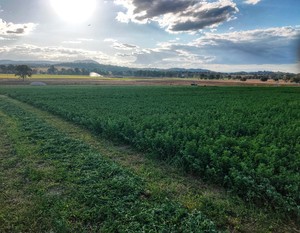 GRASSY LUCERNE HAY BALES FOR SALE 