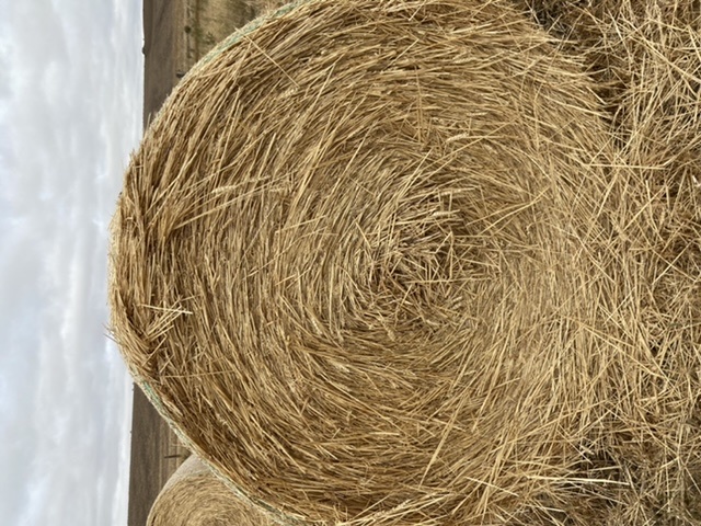 Wheaten hay, round bales, near Mortlake