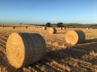 Wheaten Hay 5x4 Round Bales 