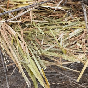 180mt Wheaten Hay 5x4 Rolls