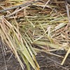 180mt Wheaten Hay 5x4 Rolls