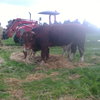 Maine Anjou Full French