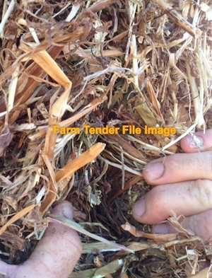 Australian Berseem Clover ( Alexandria) Small Squares  500mt
