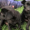 WORKING KELPIE PUPS