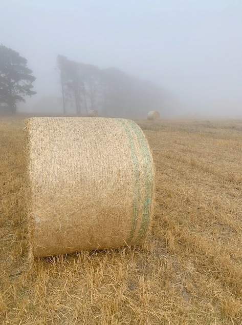 85t Barley Straw 5x4 Rounds