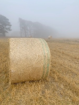 85t Barley Straw 5x4 Rounds