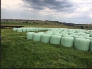 Silage Rolls Rye,Oats,