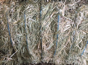 Canola Hay - 8x4x3 big sqaures & 5x4 rolls