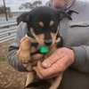 Kelpie pups two male pups 