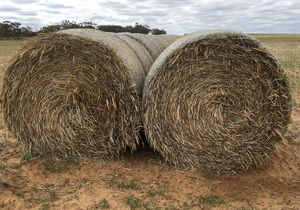 70 Barley, Rye & Rye Grass Mix Rolls