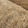 Barley Straw