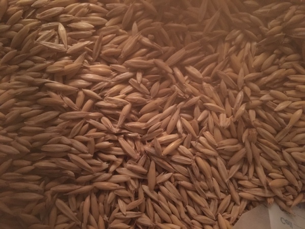 Yallara Oats