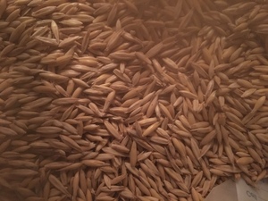 Yallara Oats