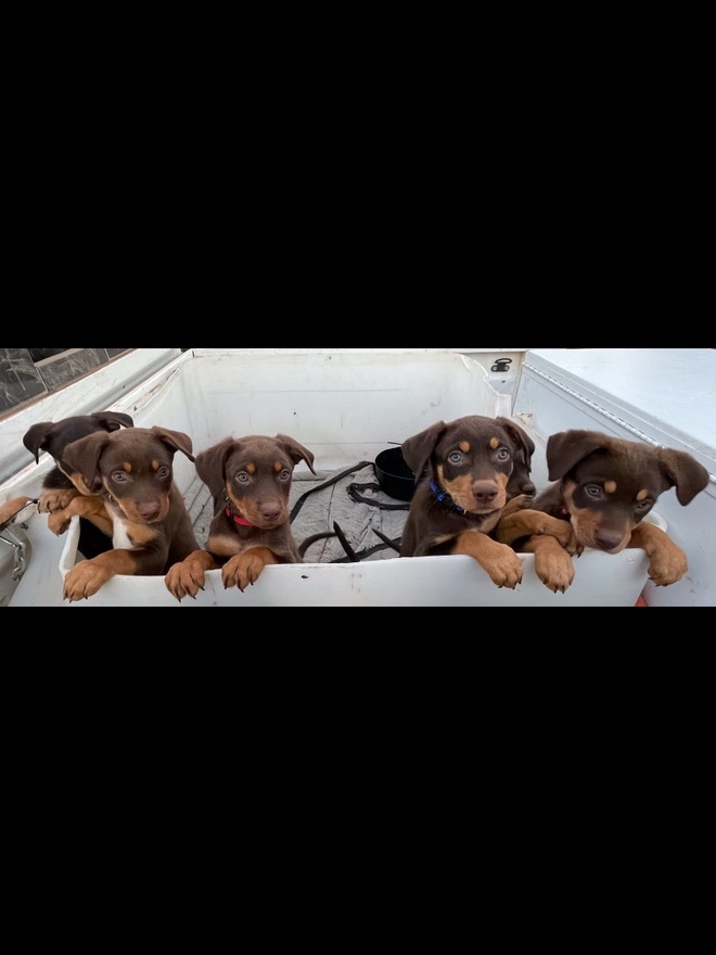 Red and Tan Kelpie Pups