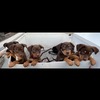Red and Tan Kelpie Pups