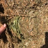 100mt Vetch Hay 650kg 8x4x3 Bales + Freight
