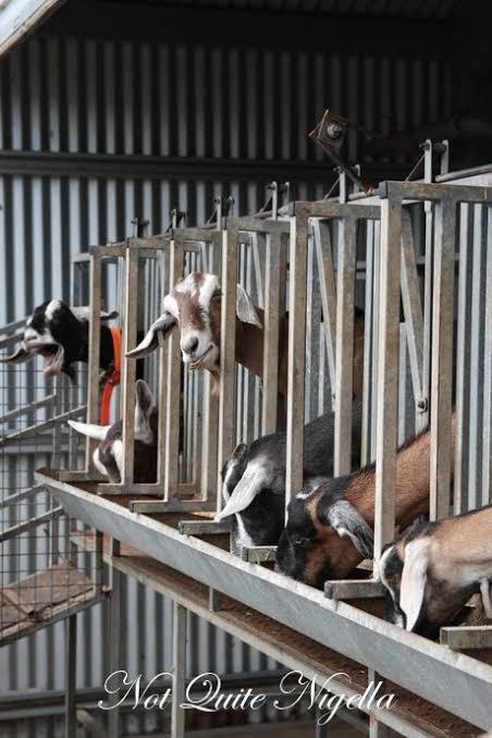 Goat/sheep milking machine 20 stand