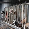 Goat/sheep milking machine 20 stand