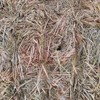 EOI 'New Season' Wheaten Hay 8x4x3 Bales 