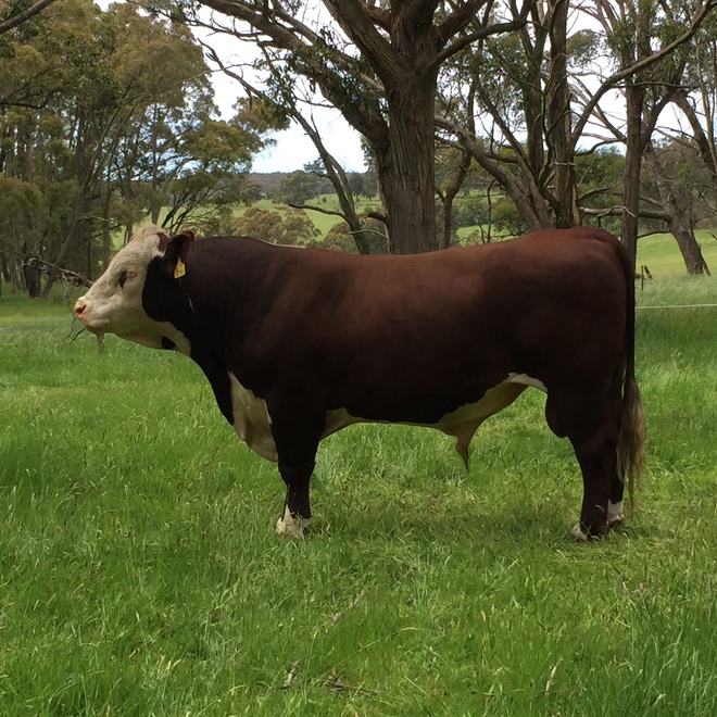 Poll Hereford Bulls from Glen Goulburn Genetics 