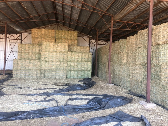 Irrigated Lucerne Small Squares in Baron Packs