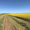 Canola Hay 1 B Double Load AVAILABLE NOW