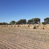 1200 x Wheaten Hay 360kg 4x4-1/2 ft Rolls