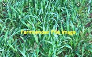 Sub Clover Shaftal and Rye Silage For Sale