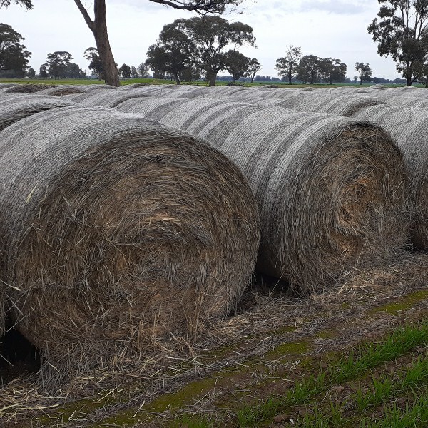 Wheaten hay