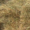 Horse quality pasture hay