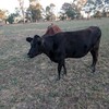 Ready to join heifers - Illawarra, Fresians