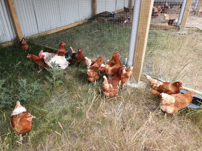 Lohmann Brown Chickens