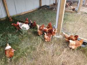 Lohmann Brown Chickens