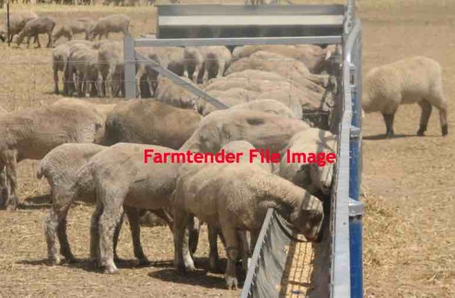 Sheep Feedlot Ration