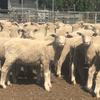 200 composite cross bred lambs