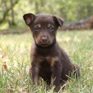 WANTED Kelpie male pup