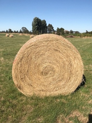 Rye/Clover Hay, 5x4 Round Bales