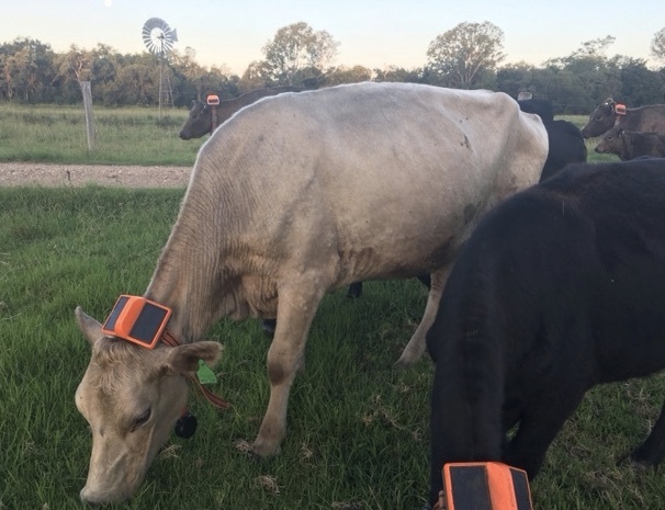 Murray Grey breeders 