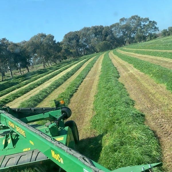 Wanted Vetch and Cereal crops standing 