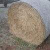 Barley Hay 5x4 Round Bales 