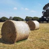 Pasture Hay Rye/Clover 80/20 300 plus Bales